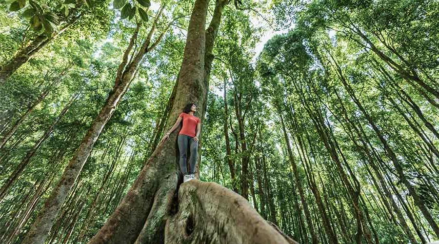 Woman standing on tropical in tropical rainforest setting